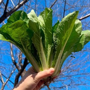 국내산 얼갈이배추 1단(800g 내외)
