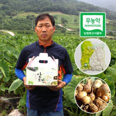 곡성 죽곡반송토란 무농약 생토란 2kg /깐토란 2kg 택1 /햇토란 출하 9월2일부터 출고