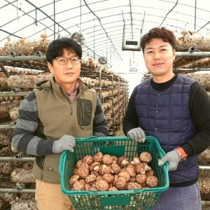  무농약 표고버섯 생표고버섯 하품1kg