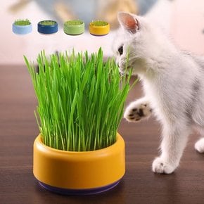캣그라스 수경재배 그릇 고양이 급식기 키우기