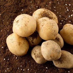 수미감자 대과 (70~130g내외) 1kg