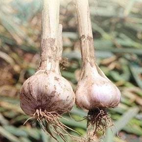 마늘 믿고사는 보물섬 남해 통마늘 특 3kg