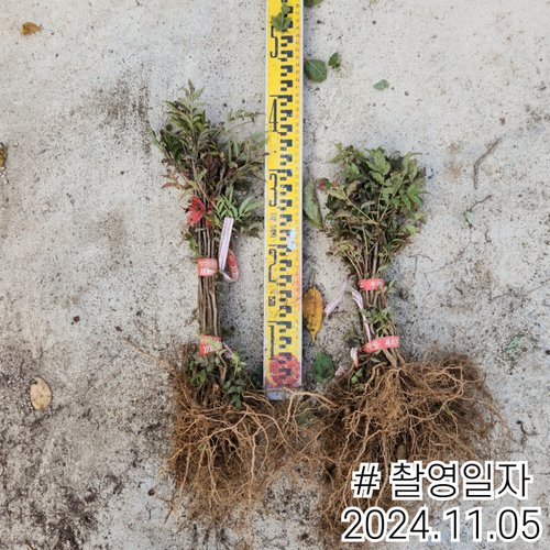 추가이미지
