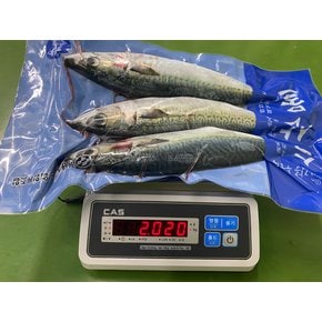 가락시장 국내산 통고등어 3미 2Kg