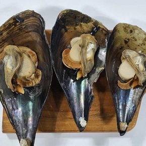 싱싱한 활 키조개 소 500g 내외 1미