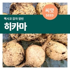 히카마 뿌리 채소 씨앗  50립