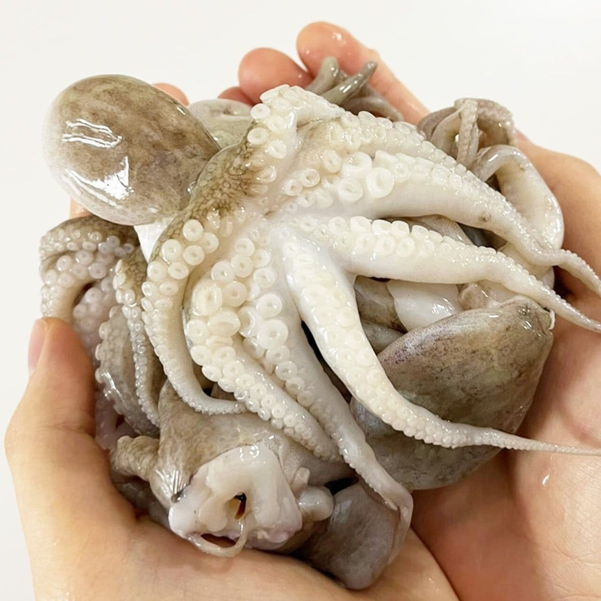 확대된 대표 이미지 P