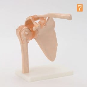 인체 모형 어깨 관절 모형 회전근개 실습 교재 골격 실물크기