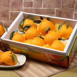 명품 한라봉 선물세트 3kg