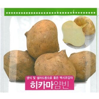 아시아종묘 히카마씨앗종자 멕시코감자얌빈(30립)