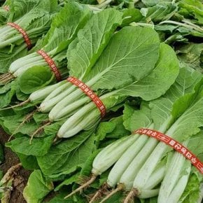 국내산 얼갈이 배추 3단 3.2kg 내외