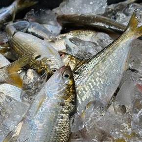 국내산 제철 급냉 전어 1kg (10-12미내외) 구이용