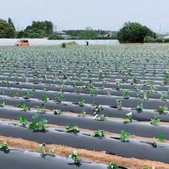 카푸 멀칭비닐 유공 두께0.025mmX길이10m 5구 7구 흑색 농자재 필름 농사용 덮개 비닐하우스 무 배추