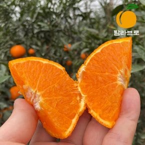 [탐라브로] 제주 카라향 4.5kg 중소과