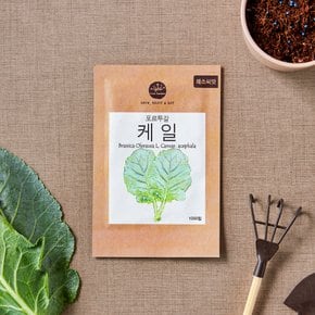 채소씨앗 포르투갈 케일