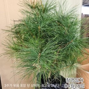 스트로브 잣나무 포트묘  H50cm 전후