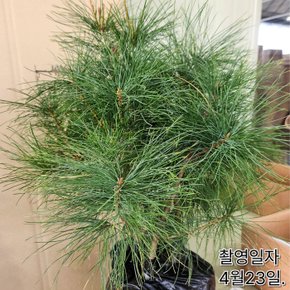 스트로브 잣나무 포트묘  H50cm 전후