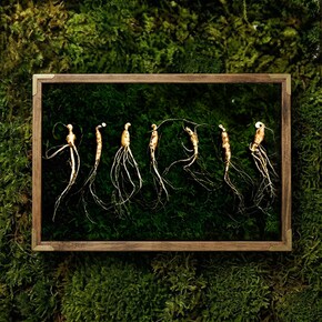강원도 산양산삼 5-6년근 7뿌리