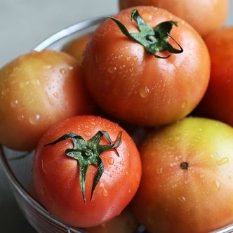 맛군 국내산 유럽종 맛있는 완숙 토마토 찰토마토 2.5kg (4-5번과)