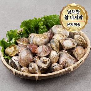 당일조업 남해안 활 바지락 대사이즈 3kg (1kg 당 65~80미)