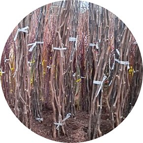 박태기나무/자엽박태기/Cercis canadensis/묘목/정원수/꽃나무/조경