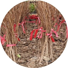 박태기나무/자엽박태기/Cercis canadensis/묘목/정원수/꽃나무/조경