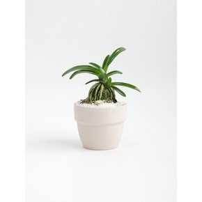 소엽풍란 (Neofinetia falcata) 키우기 쉬운 책상위의 미니 반려식물