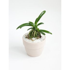 소엽풍란 (Neofinetia falcata) 키우기 쉬운 책상위의 미니 반려식물