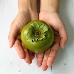 [9/19 출고] 고당도 국내산 햇 태추단감 배단감 중대과 2kg (7~10과 내외)