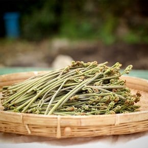 당일수확 햇 고사리 생고사리 1kg