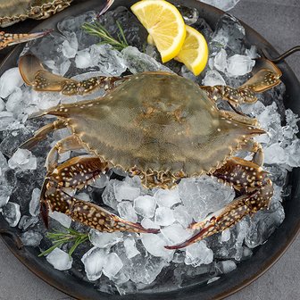 자연맛남 [산지직송] 달큰한 연평도 활 숫꽃게 2kg (kg당3-6마리/빙장포장)