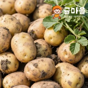 제주직송 포슬포슬 감자 5kg 대
