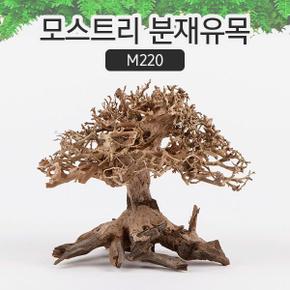 모스트리 분재유목 모스 활착 수족관 레이아웃 수조 M220