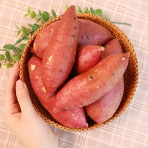 [오늘신선] 해남 산지직송 베니하루카 밤고구마 비세척 특상 5kg