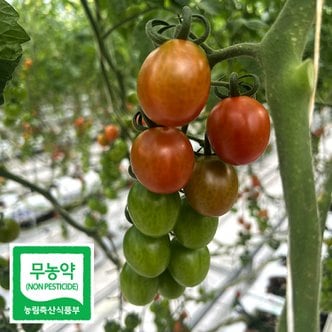 초록초록팜 친환경 무농약 화순 대추 방울 토마토 2kg 방토 스마트팜