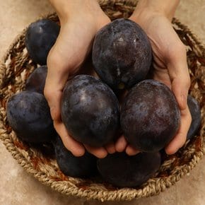 안동 생 푸룬 자두 가정용1kg
