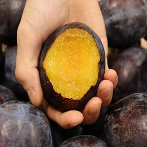 안동 생 푸룬 자두 가정용1kg