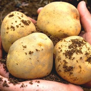 국내산 햇 감자 수미 두백 3kg 5kg