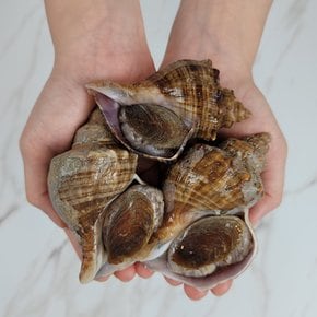 [오늘의바다] 삐뚤이소라 1kg