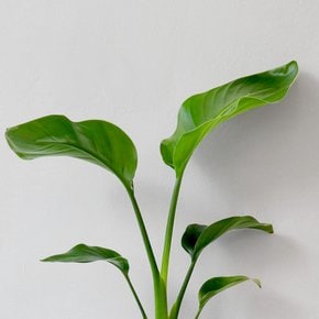 극락조 중품 모종 실내 공기정화식물 키우기 쉬운식물