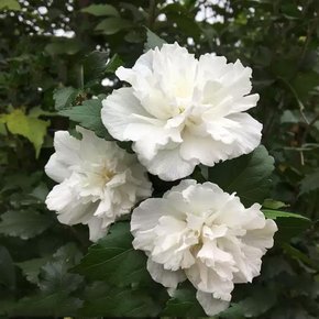 신품종 겹꽃 무궁화나무 묘목 (백설방) 삽목2년특묘