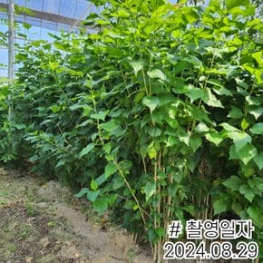 신품종 겹꽃 무궁화나무 묘목 (백설방) 삽목2년특묘