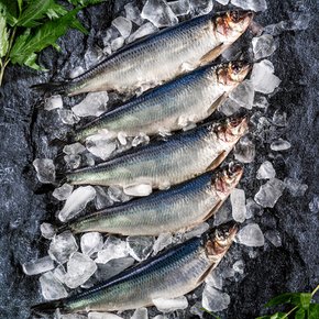 청정 해역 자연산 청어 구이용생선 생선조림 10미 2.5kg 이상