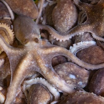 남도미향 고흥 산낙지 활낙지(중사이즈) 3미