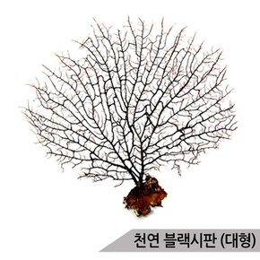 블랙시판(대) 바다산호초 20~25cm 소라게 어항장식