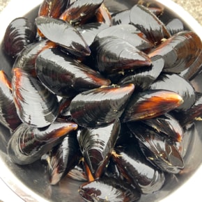 청정 남해안 제철 당일조업 홍합 3kg