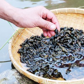 동강청정 자연산 다슬기농축액 100ml 60포 100% 국내산 다슬기즙 진액