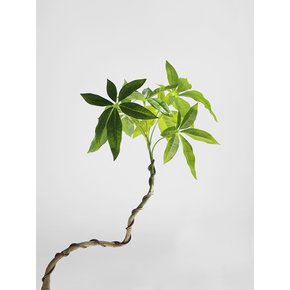 밑둥 파키라 (Pachira aquatica) 조화