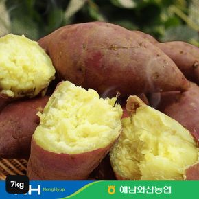 해남 화산농협 햇 밤고구마 3.5kg+3.5kg[36097287]