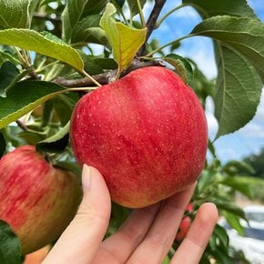 [오늘의과일] 감홍사과 중과 2kg 8~10과내외